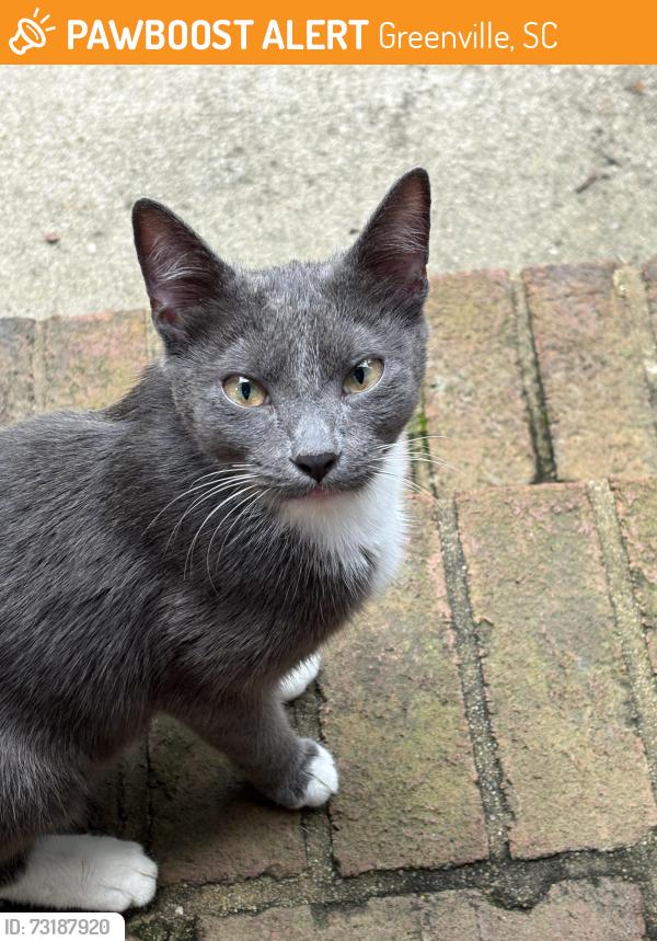 Found/Stray Unknown Cat last seen Near Huntington Rd, Greenville SC 29615, Greenville, SC 29615