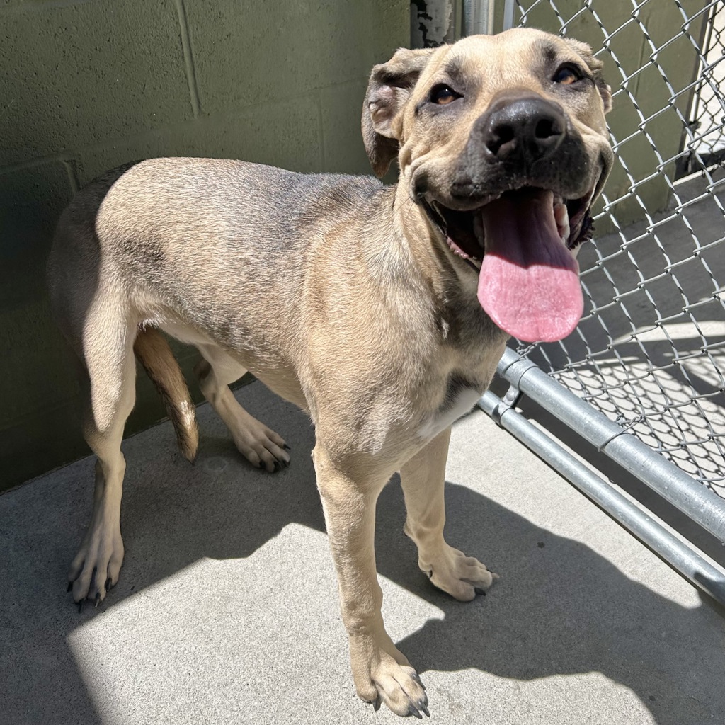 Shelter Stray Female Dog last seen Near Tesla Rd, LIVERMORE, CA, 94550, 8323 Baldwin St, Oakland, CA 94621, USA