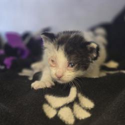 Shelter Stray Male Cat last seen Starbucks, 4440 Tassajara Rd., Dublin, CA 94568, DUBLIN, CA, 94568, 8323 Baldwin St, Oakland, CA 94621, USA
