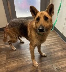 Shelter Stray Male Dog last seen Near Harlan Circle, San Diego, CA, 92114, 5500 Gaines St, San Diego, CA 92110, USA