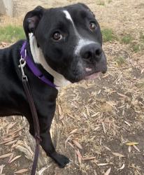 Shelter Stray Female Dog last seen Near Walkarusa, La Mesa, CA, 91942, 5500 Gaines St, San Diego, CA 92110, USA