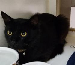 Shelter Stray Female Cat last seen Near W Mission Bay Drive, San Diego, CA, 92109, 5500 Gaines St, San Diego, CA 92110, USA