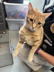 Shelter Stray Female Cat last seen Near E 7800 S, Midvale, UT, 84047, 511 W 3900 S, Salt Lake City, UT 84123, USA