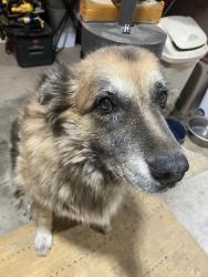 Reunited Female Dog last seen Oak dr, Campo, CA 91906