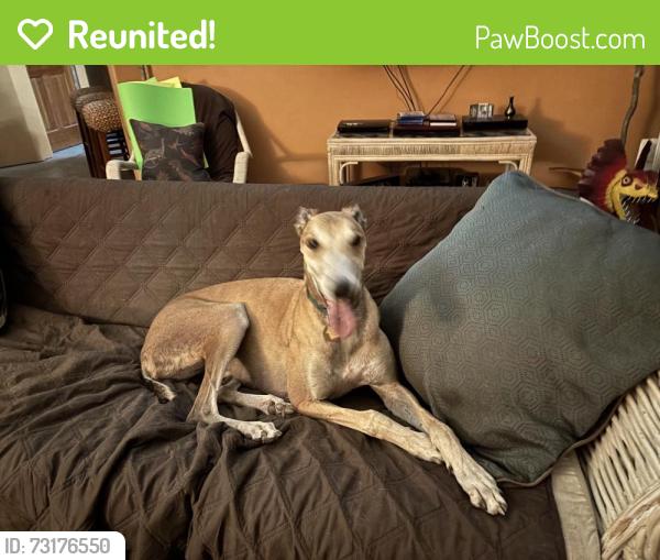 Reunited Male Dog last seen Nursery Tents at the end of Sand Canyon Road, Somis, CA 93066