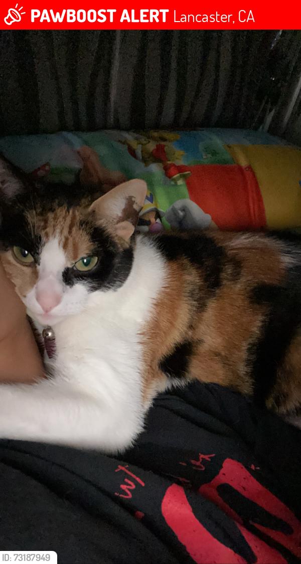 Lost Female Cat last seen 15th St E & Kaylyn St, Lancaster, CA 93535
