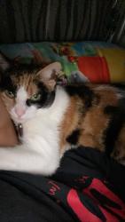 Lost Female Cat last seen 15th St E & Kaylyn St, Lancaster, CA 93535
