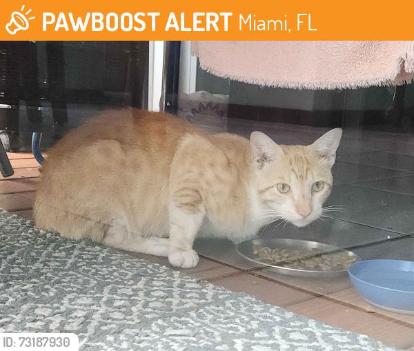 Found/Stray Male Cat last seen Near Hammocks Blvd, Miami, FL 33196, Miami, FL 33196