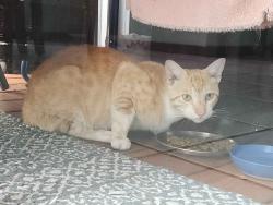 Found/Stray Male Cat last seen Near Hammocks Blvd, Miami, FL 33196, Miami, FL 33196