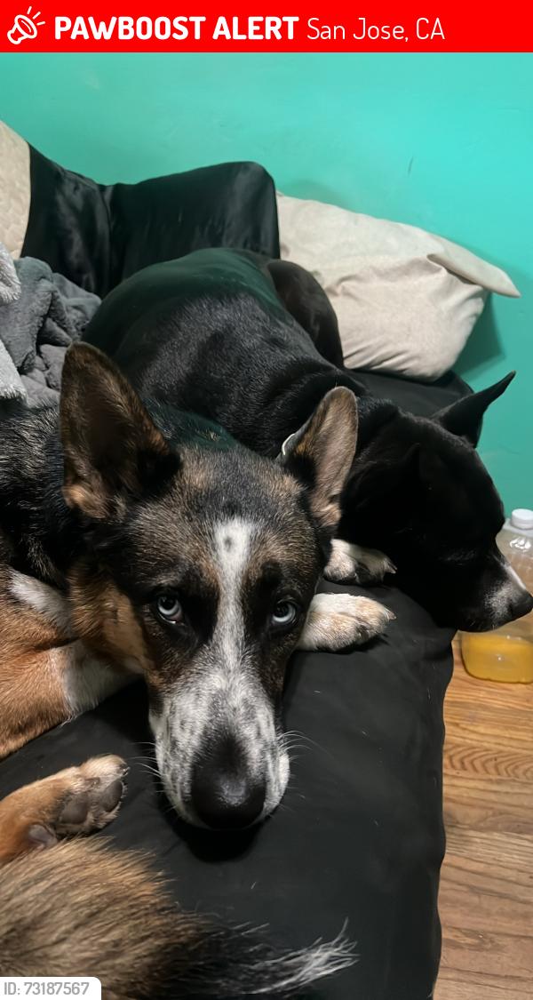 Lost Female Dog last seen Story & Roehampton near White Rd in East San Jose by the Hispanic University, not far from Home Depot., San Jose, CA 95127