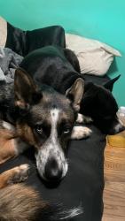Lost Female Dog last seen Story & Roehampton near White Rd in East San Jose by the Hispanic University, not far from Home Depot., San Jose, CA 95127