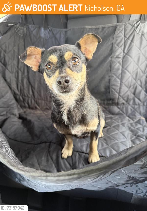 Found/Stray Male Dog last seen US 441 Nicholson, Nicholson, GA 30565