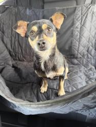 Found/Stray Male Dog last seen US 441 Nicholson, Nicholson, GA 30565