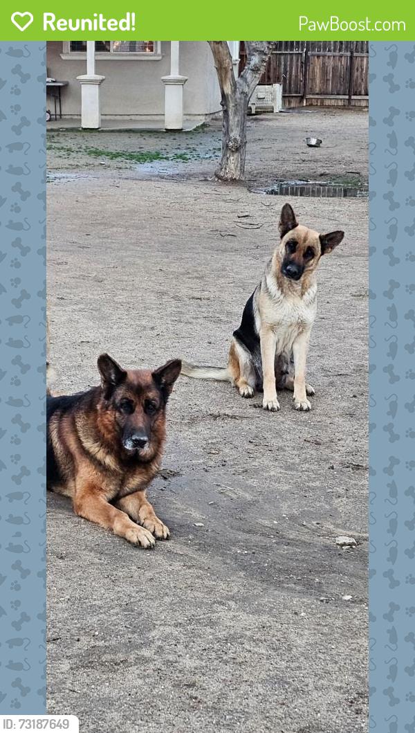 Reunited Male Dog last seen Near Denison Ln, Bakersfield, CA 93306, USA, Bakersfield, CA 93306