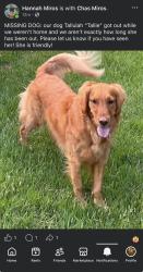 Reunited Female Dog last seen Wade Hampton High School, Greenville, SC 29609
