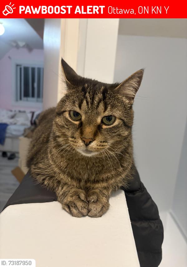 Lost Male Cat last seen Mann avenue and Russel street, Ottawa, ON K1N 6Y8