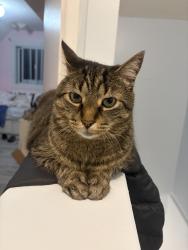 Lost Male Cat last seen Mann avenue and Russel street, Ottawa, ON K1N 6Y8