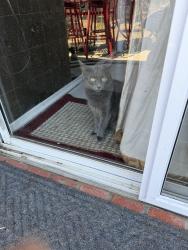 Lost Female Cat last seen River ridge dr Norco dr in norco, Norco, CA 92860