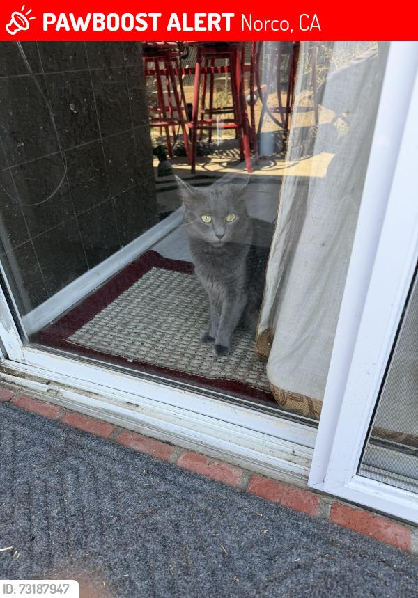 Lost Female Cat last seen River ridge dr Norco dr in norco, Norco, CA 92860