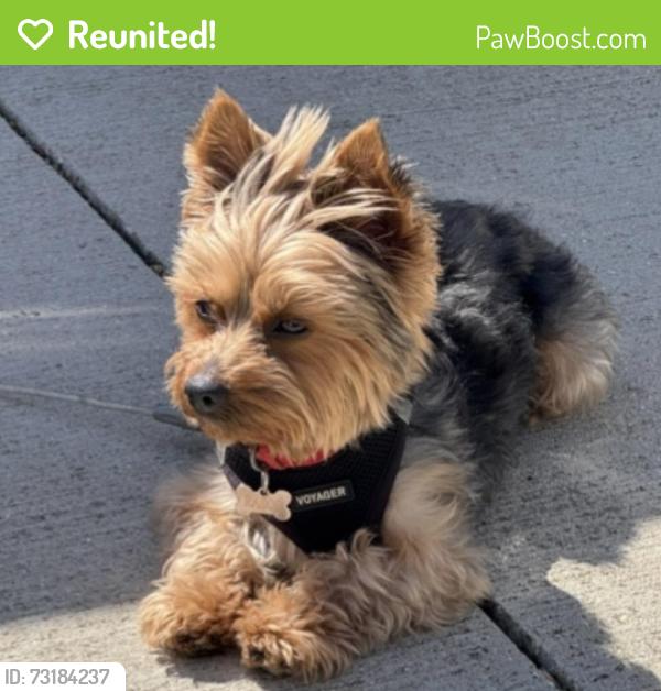 Reunited Male Dog last seen 57th and Morgan, Milwaukee, WI 53220
