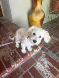 Reunited Male Dog last seen Wheelhouse Ln and Rainbow View, Agoura Hills, CA 91301