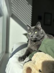 Lost Male Cat last seen Mountain View at Riverdale, Riverdale, UT 84405