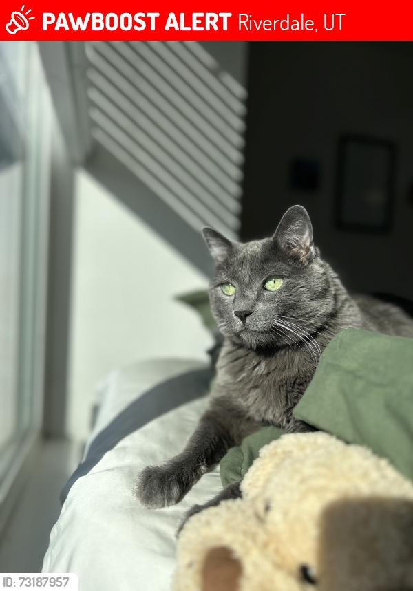 Lost Male Cat last seen Mountain View at Riverdale, Riverdale, UT 84405