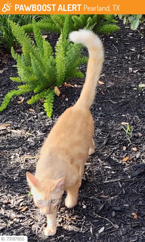 Found/Stray Male Cat last seen Pearland Parkway and Oiler Drive, Pearland, TX 77581