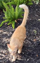 Found/Stray Male Cat last seen Pearland Parkway and Oiler Drive, Pearland, TX 77581
