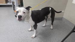 Found/Stray Female Dog last seen Near Spencer, Pasadena, TX 77504
