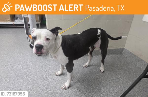 Found/Stray Female Dog last seen Near Spencer, Pasadena, TX 77504
