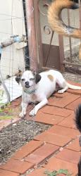 Reunited Male Dog last seen Skyline Street and Glade Street, Fort Worth, TX 76114
