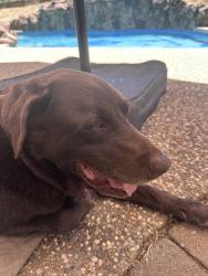 Reunited Male Dog last seen Baldwin Dam Rd & Valley Pines Dr, Folsom, CA 95630, USA, Folsom, CA 95630
