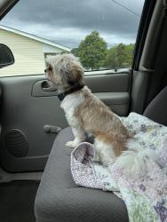 Reunited Female Dog last seen Was spotted on trail cam on Skycoe Drive Salem VA, Salem, VA 24153