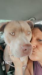 Found/Stray Female Dog last seen St Louis county animal control, St. Louis County, MO 63124