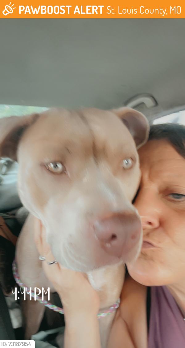 Found/Stray Female Dog last seen St Louis county animal control, St. Louis County, MO 63124