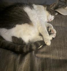 Reunited Male Cat last seen Northgate, brookside heights, Elinora drive Conklin town road, Wanaque, NJ 07465
