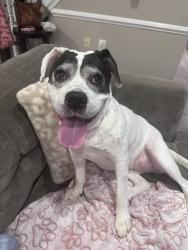 Lost Female Dog last seen Idlywood rd. and Chestnut Hill Ave., Falls Church, VA 22043