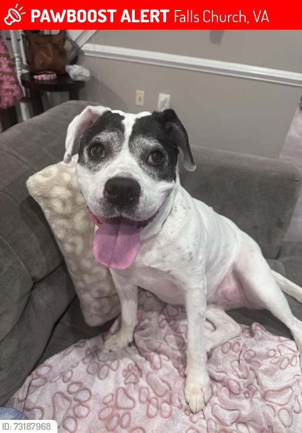 Lost Female Dog last seen Idlywood rd. and Chestnut Hill Ave., Falls Church, VA 22043