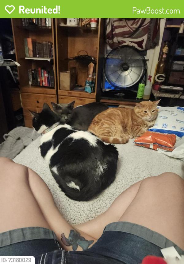 Reunited Male Cat last seen Irwin and saint clair st, Green Bay, WI 54301