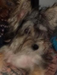 Lost Male Dog last seen Near lacy dr, Lacy Lakeview, TX 76705