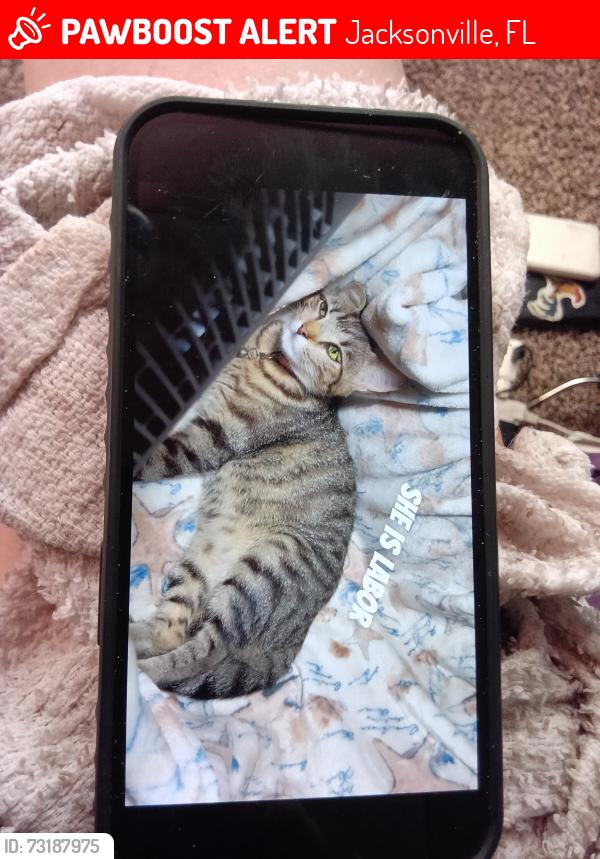 Lost Female Cat last seen Gate gas station, Jacksonville, FL 32246