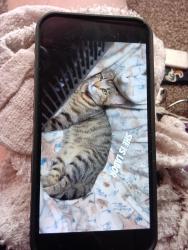Lost Female Cat last seen Gate gas station, Jacksonville, FL 32246