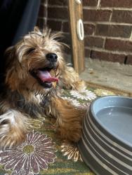 Reunited Female Dog last seen Near Twister Tr, Spring, TX 77373, USA, Spring, TX 77373