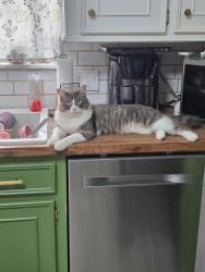 Reunited Male Cat last seen Brentway and balcrest, Houston, TX 77070