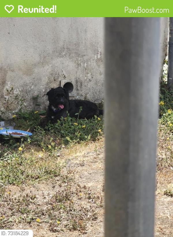 Reunited Unknown Dog last seen Near Freeman Ave, Lawndale, CA 90260, USA, Lawndale, CA 90260