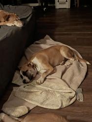 Reunited Female Dog last seen Near Clement rd Brevard NC, Brevard, NC 28712