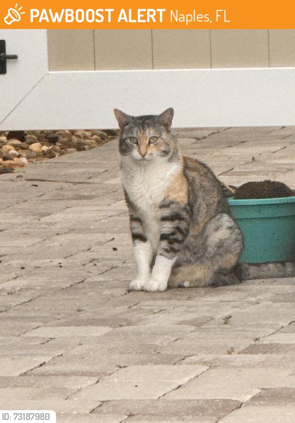 Found/Stray Unknown Cat last seen Naples Park Area Assoscistion, Naples, FL 34108