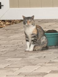 Found/Stray Unknown Cat last seen Naples Park Area Assoscistion, Naples, FL 34108