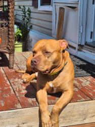 Lost Male Dog last seen W Colfax and Irving, Denver, CO 80204